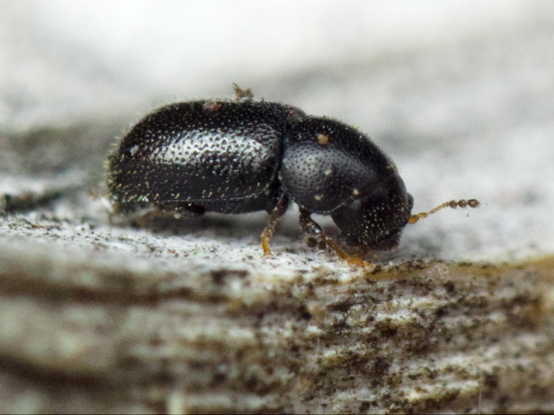 Sulcacis nitidus (Fabricius, 1792)